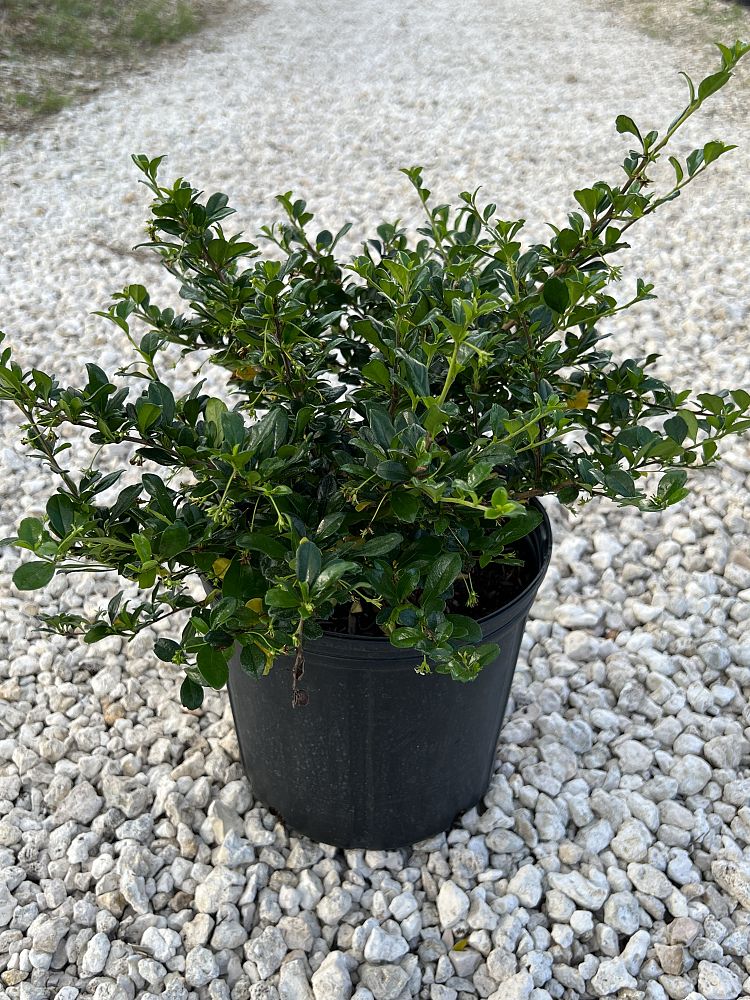serissa-japonica-cotoneaster-snowrose-serissa-foetida