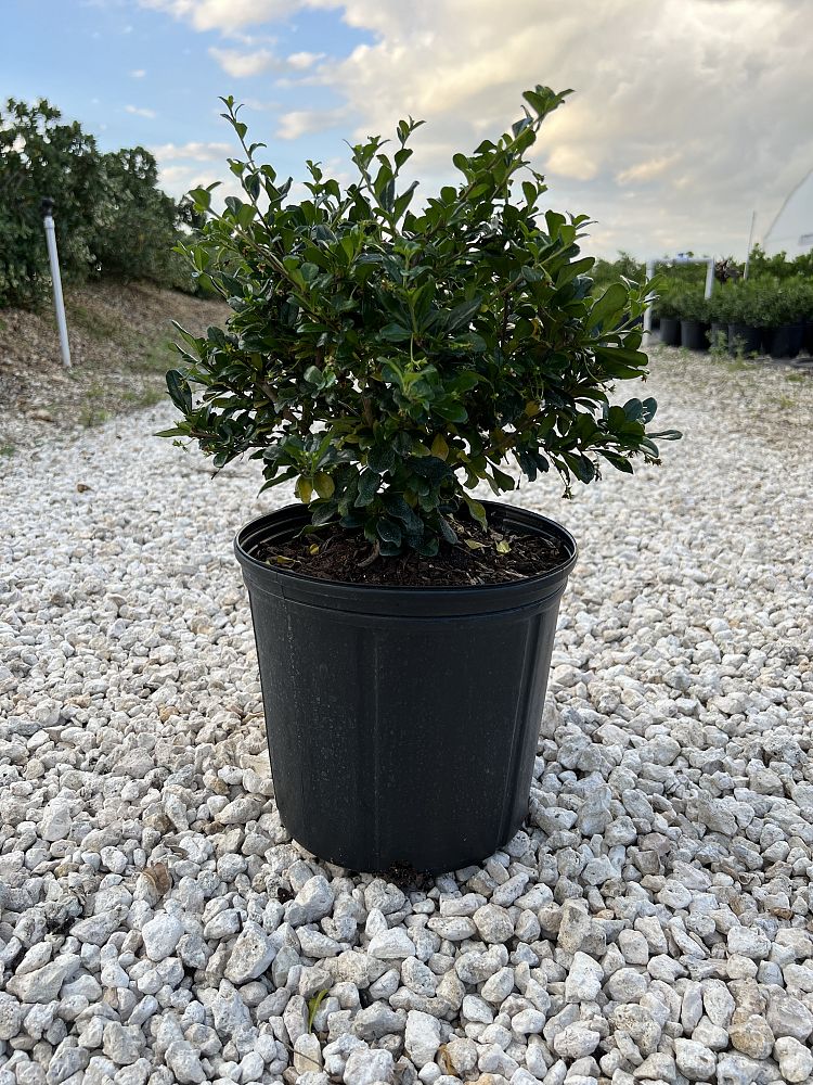serissa-japonica-cotoneaster-snowrose-serissa-foetida