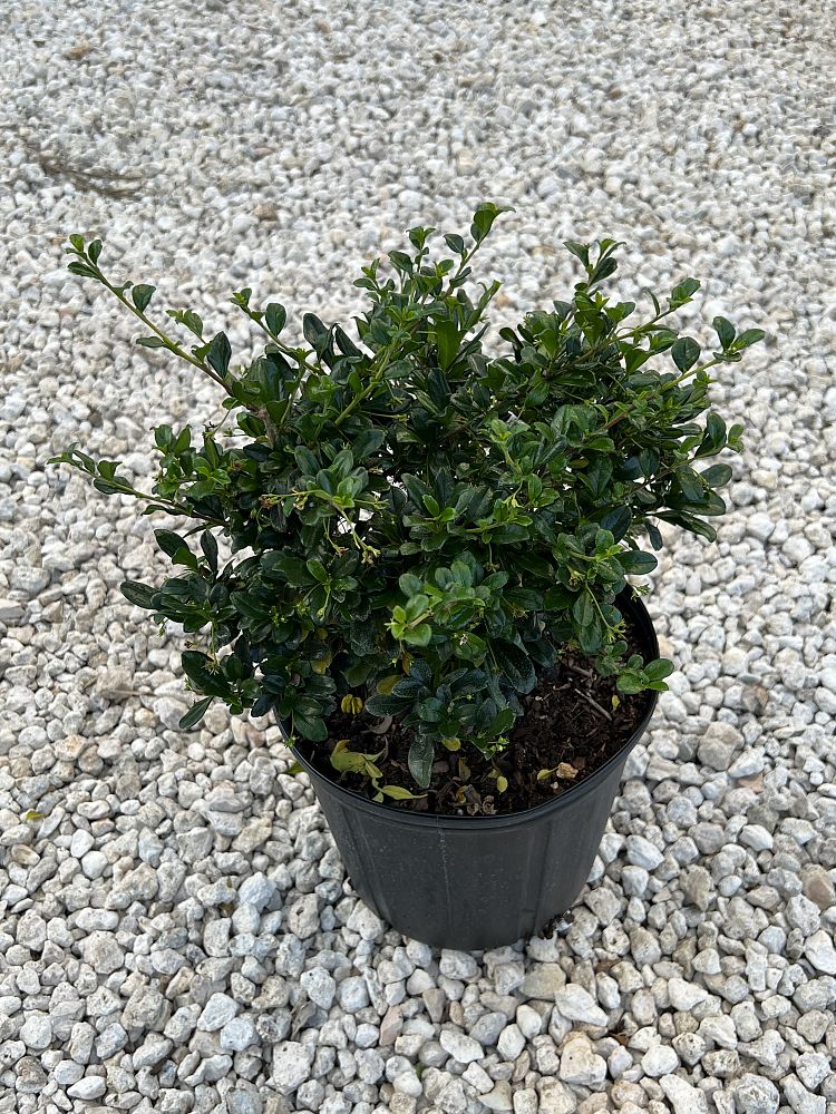 serissa-japonica-cotoneaster-snowrose-serissa-foetida