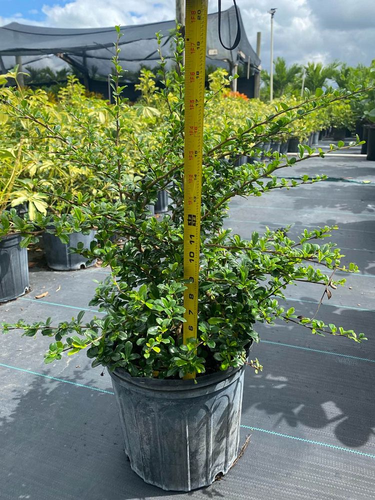 serissa-japonica-cotoneaster-snowrose-serissa-foetida