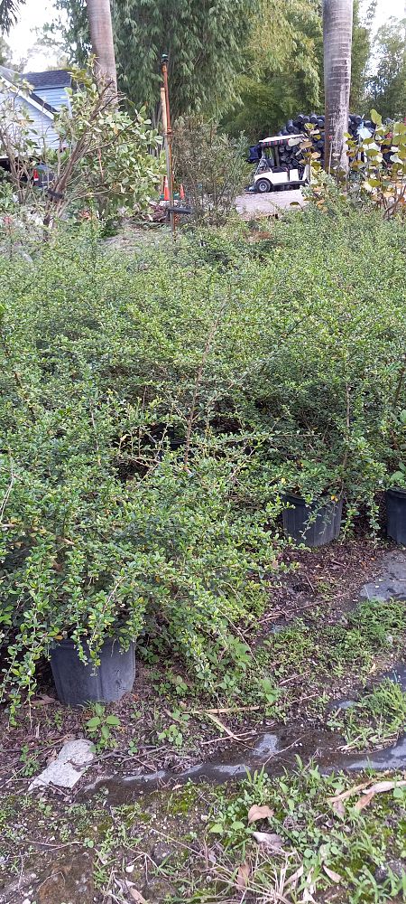 serissa-japonica-cotoneaster-snowrose-serissa-foetida