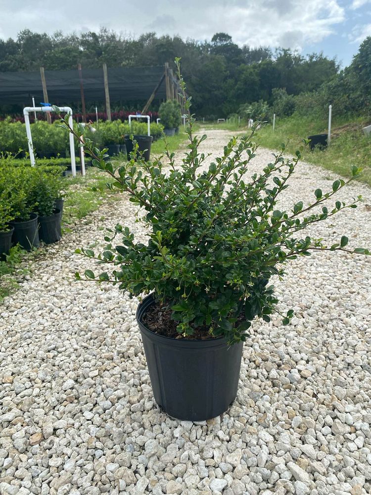 serissa-japonica-cotoneaster-snowrose-serissa-foetida