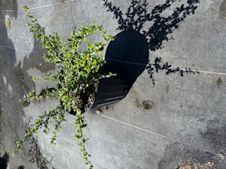 serissa-japonica-cotoneaster-snowrose-serissa-foetida