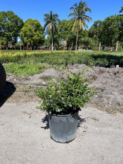 serissa-japonica-cotoneaster-snowrose-serissa-foetida