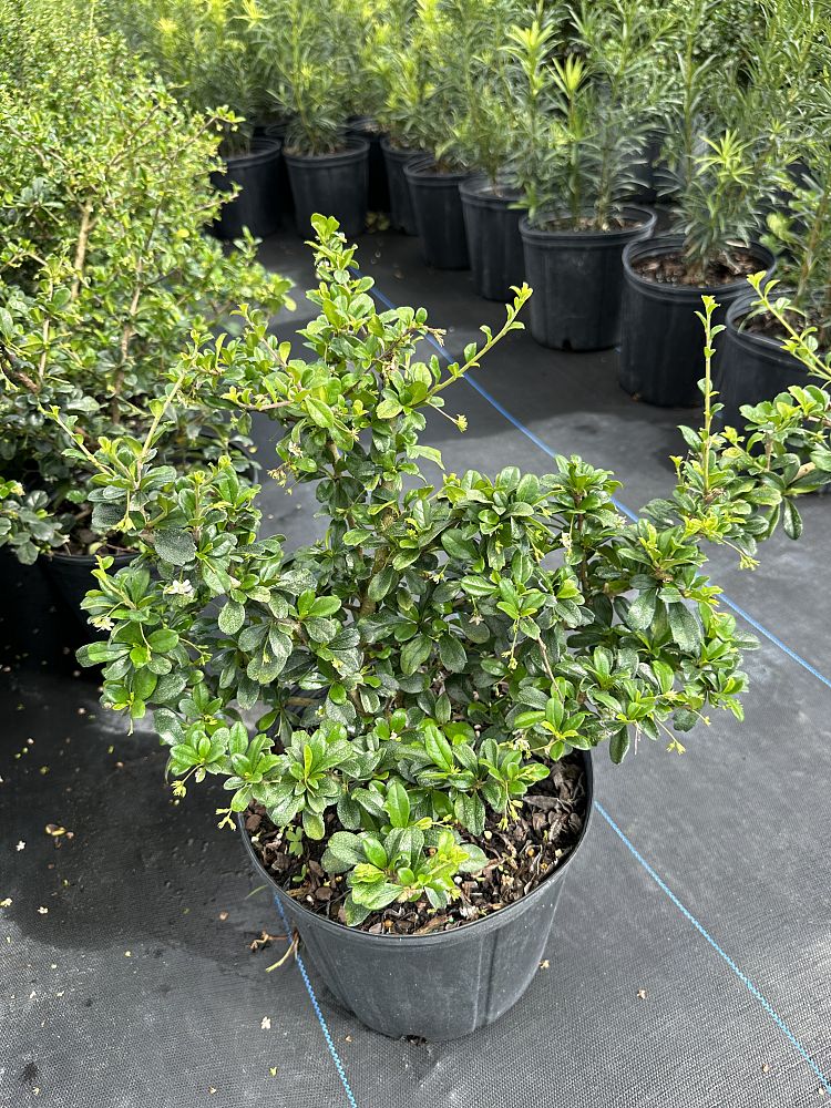 serissa-japonica-cotoneaster-snowrose-serissa-foetida