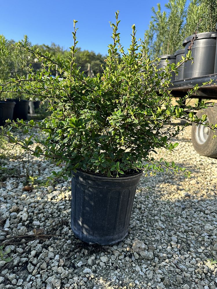 serissa-japonica-cotoneaster-snowrose-serissa-foetida