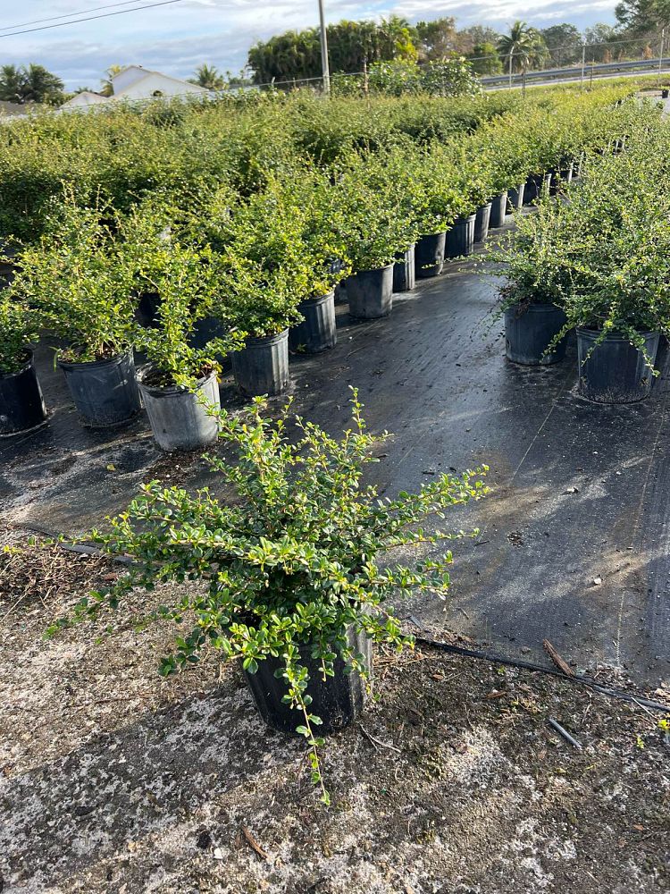 serissa-japonica-cotoneaster-snowrose-serissa-foetida