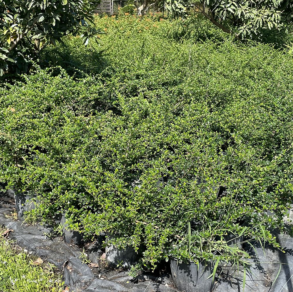 serissa-japonica-cotoneaster-snowrose-serissa-foetida