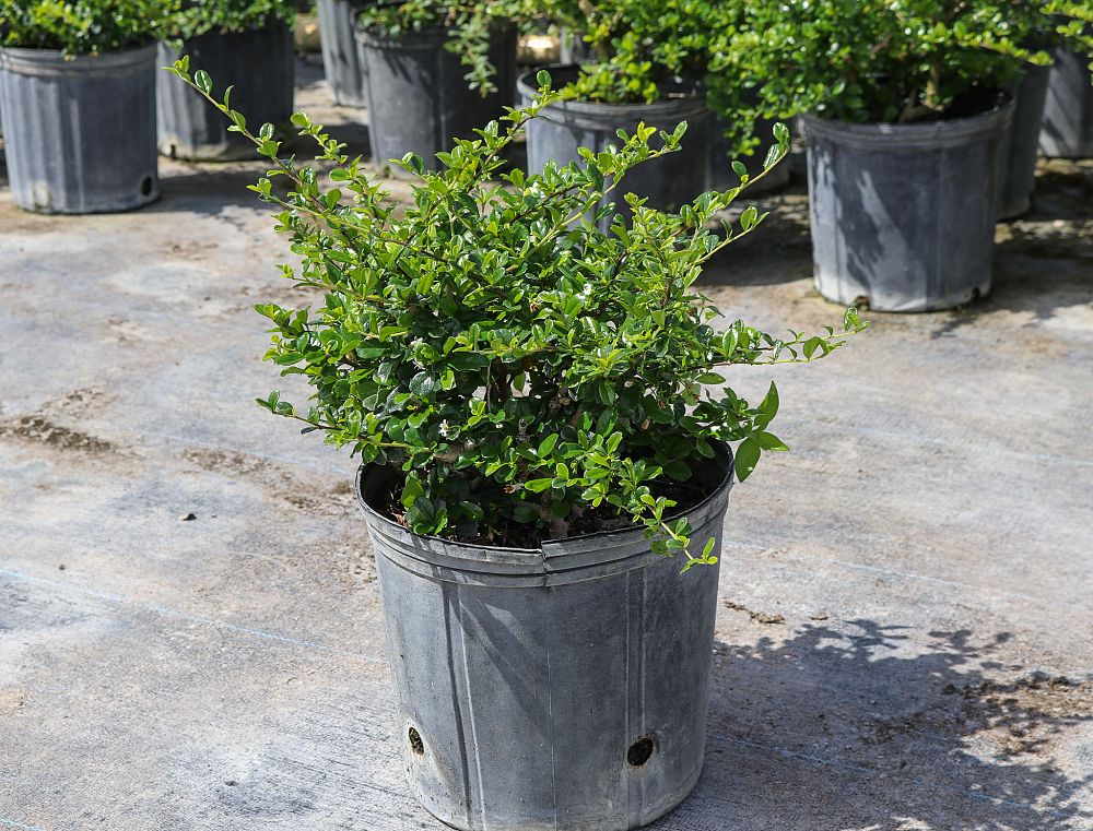 serissa-japonica-cotoneaster-snowrose-serissa-foetida