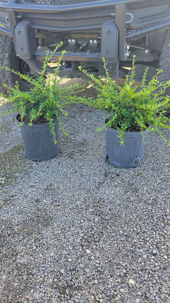 serissa-japonica-cotoneaster-snowrose-serissa-foetida