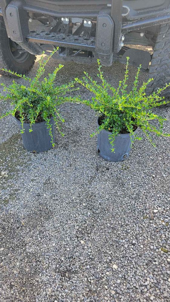 serissa-japonica-cotoneaster-snowrose-serissa-foetida