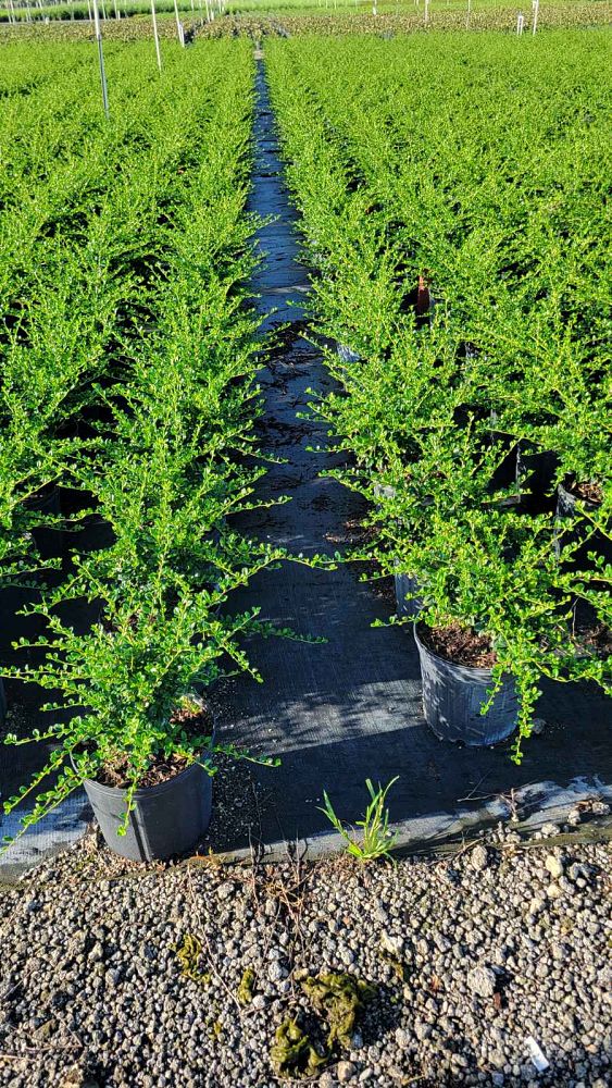 serissa-japonica-cotoneaster-snowrose-serissa-foetida