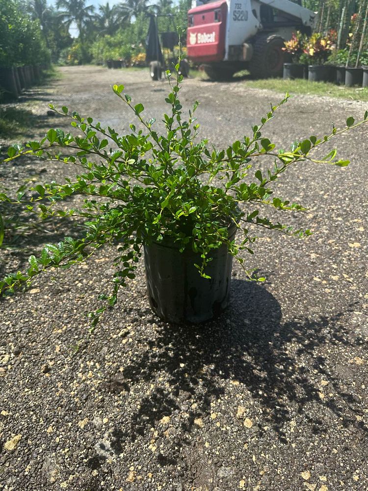 serissa-japonica-cotoneaster-snowrose-serissa-foetida