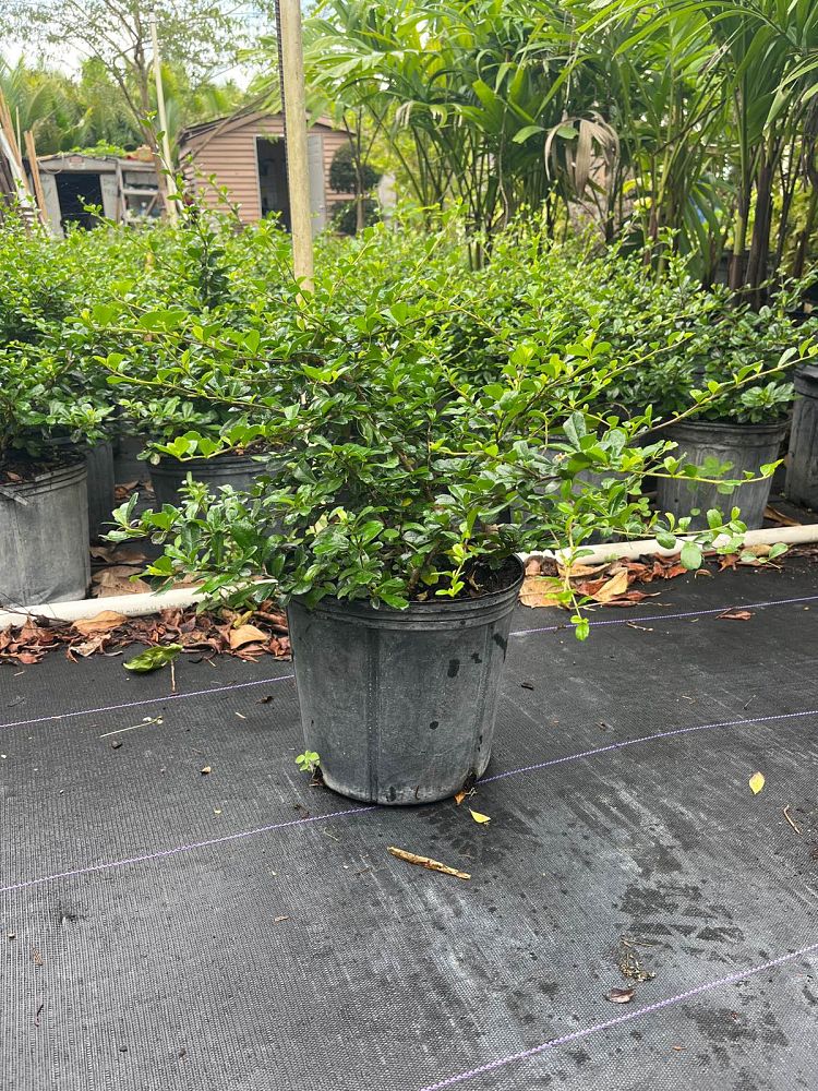 serissa-japonica-cotoneaster-snowrose-serissa-foetida