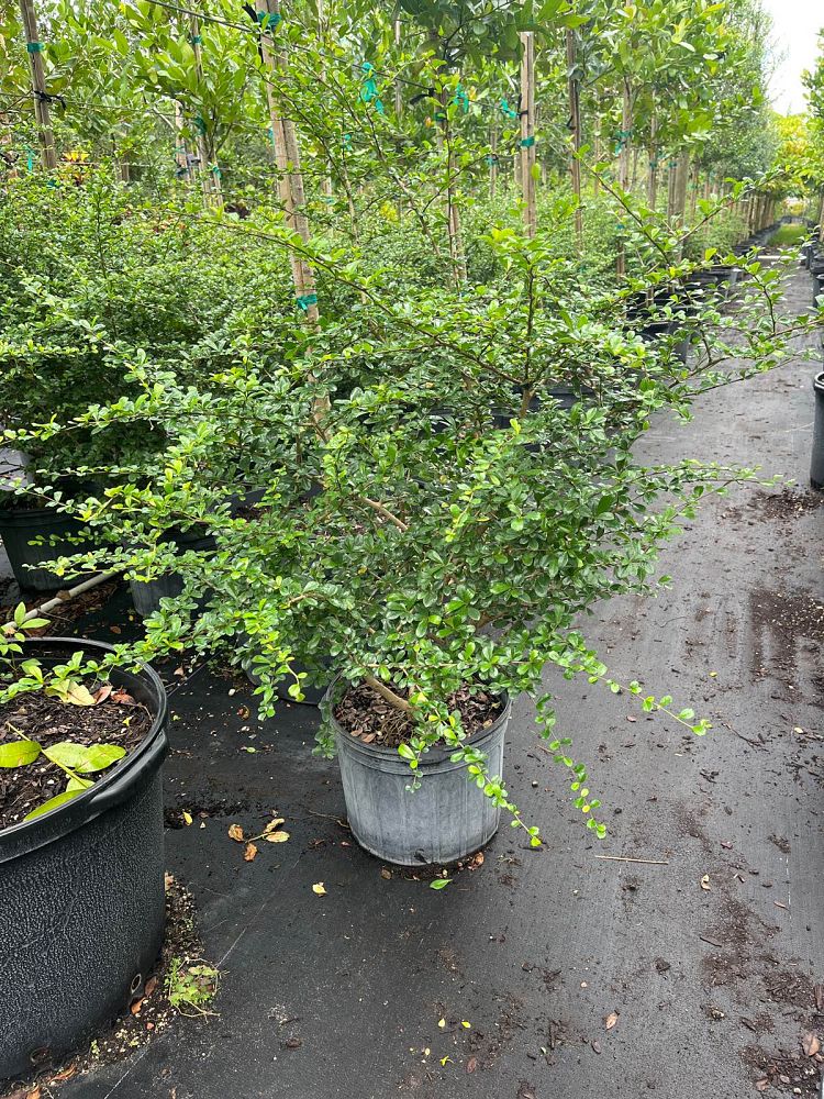 serissa-japonica-cotoneaster-snowrose-serissa-foetida