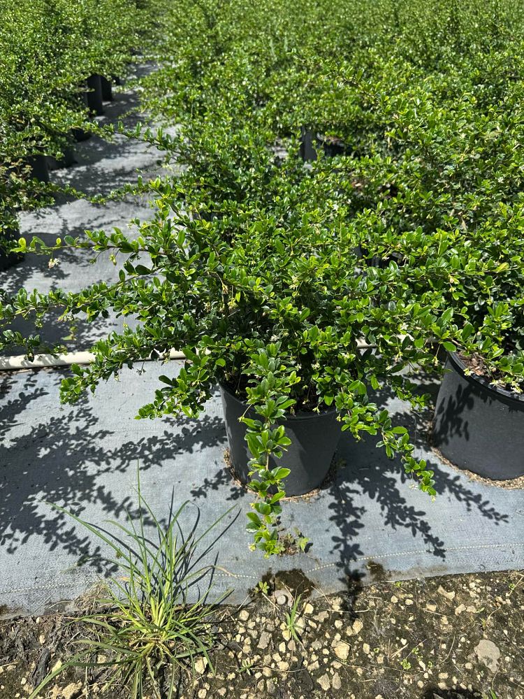 serissa-japonica-cotoneaster-snowrose-serissa-foetida