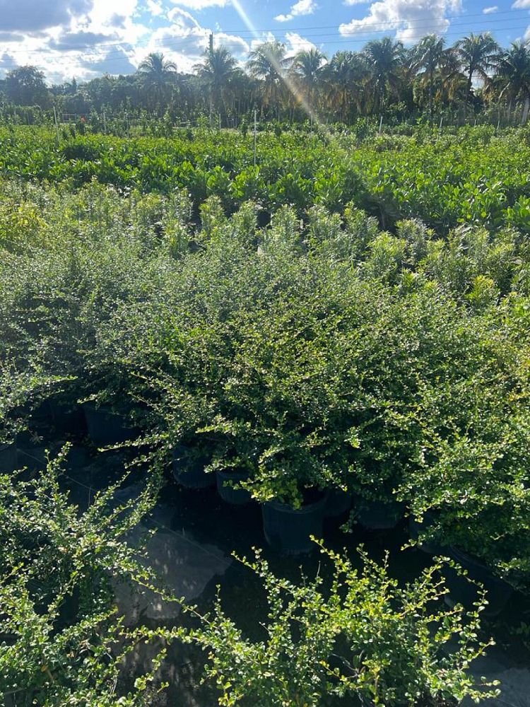serissa-japonica-cotoneaster-snowrose-serissa-foetida