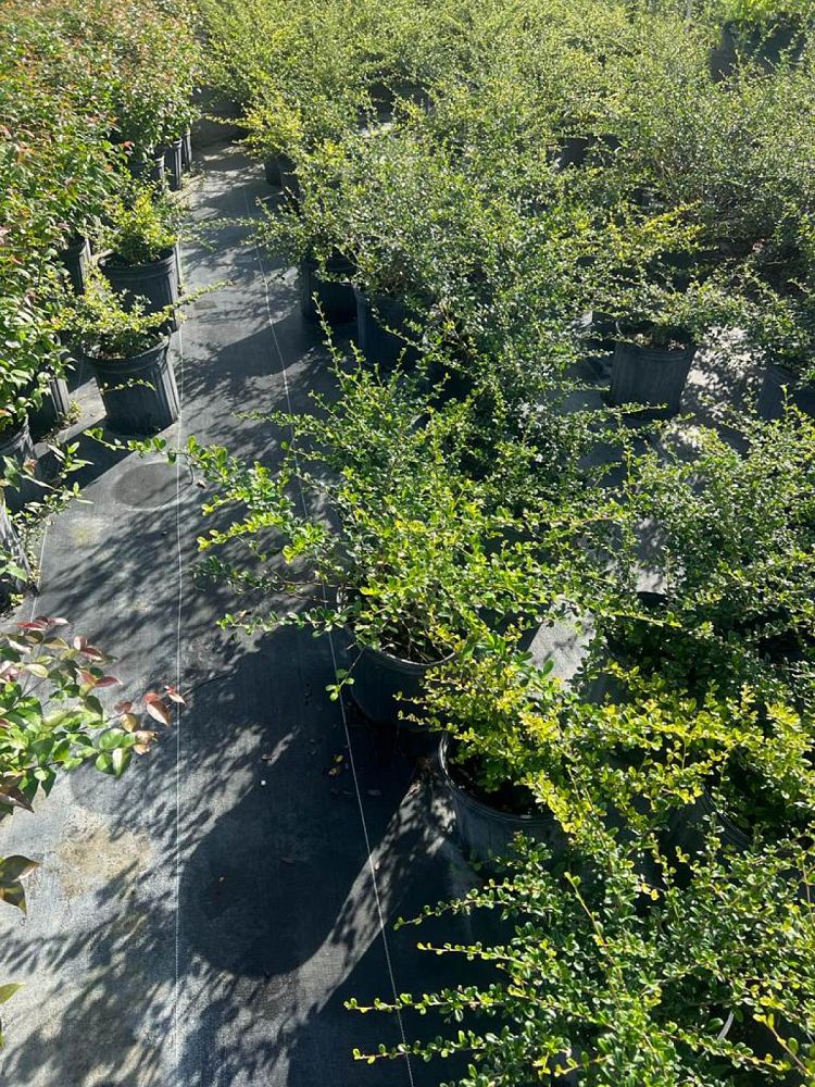 serissa-japonica-cotoneaster-snowrose-serissa-foetida
