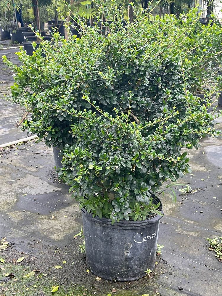 serissa-japonica-cotoneaster-snowrose-serissa-foetida