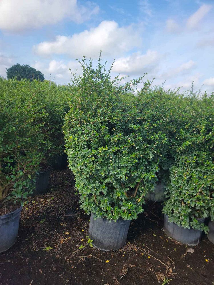 serissa-japonica-cotoneaster-snowrose-serissa-foetida