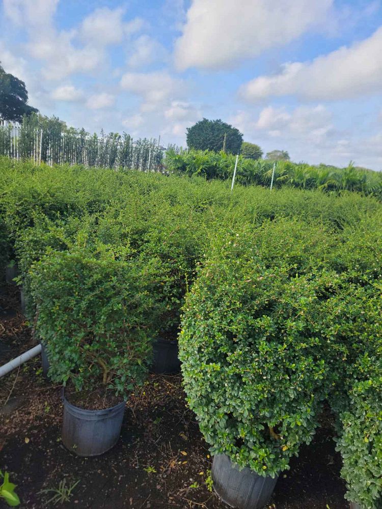 serissa-japonica-cotoneaster-snowrose-serissa-foetida