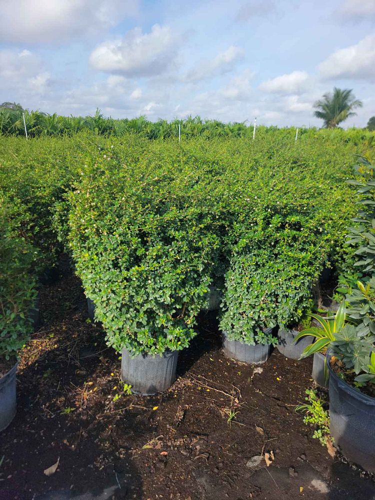 serissa-japonica-cotoneaster-snowrose-serissa-foetida