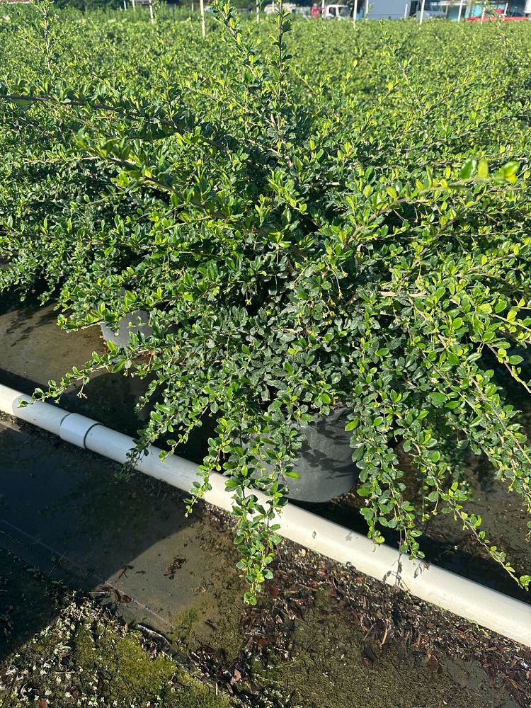 serissa-japonica-cotoneaster-snowrose-serissa-foetida