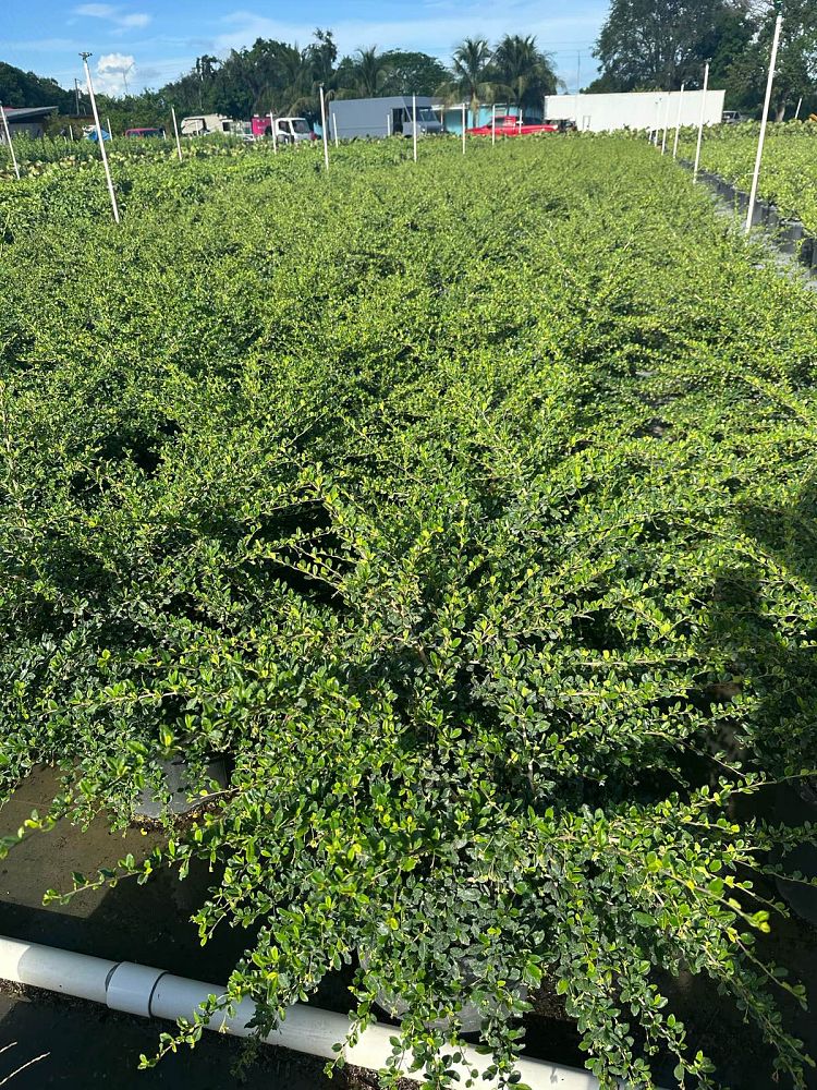 serissa-japonica-cotoneaster-snowrose-serissa-foetida