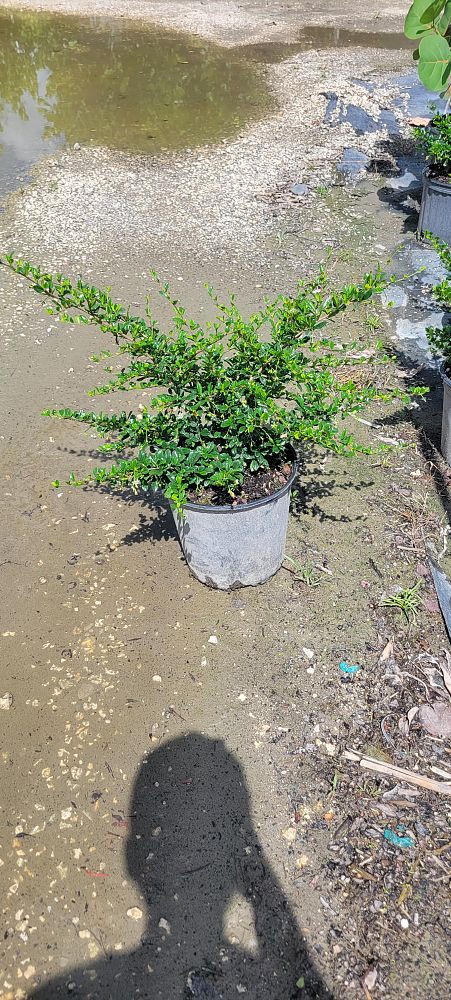 serissa-japonica-cotoneaster-snowrose-serissa-foetida