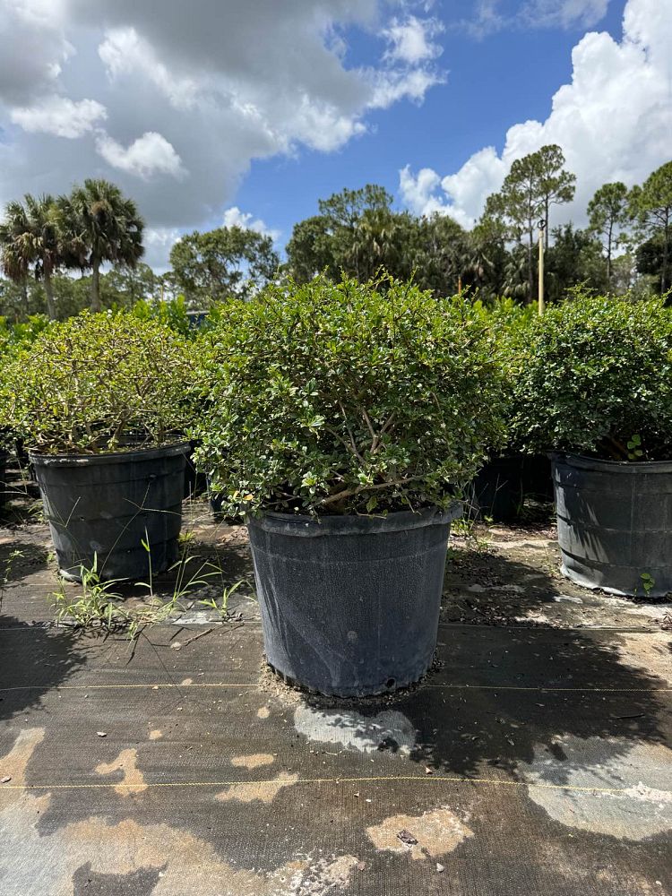 serissa-japonica-cotoneaster-snowrose-serissa-foetida