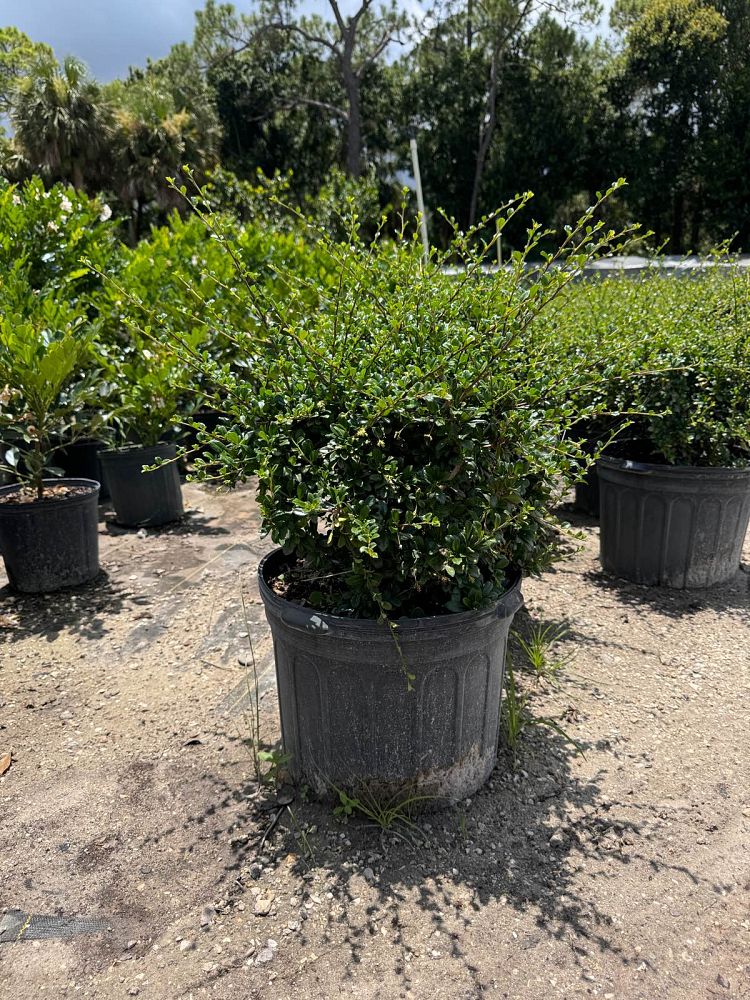 serissa-japonica-cotoneaster-snowrose-serissa-foetida