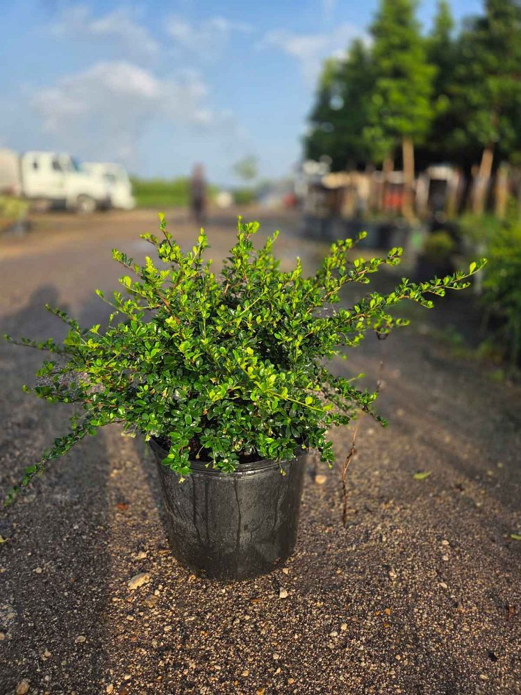 serissa-japonica-cotoneaster-snowrose-serissa-foetida