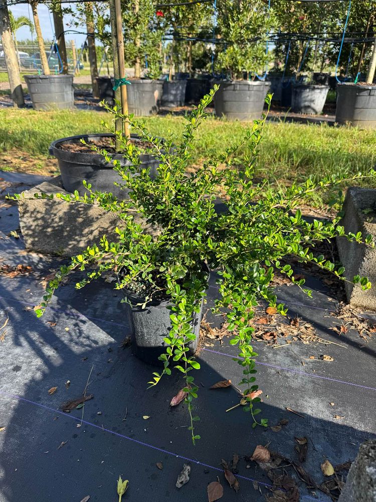 serissa-japonica-cotoneaster-snowrose-serissa-foetida