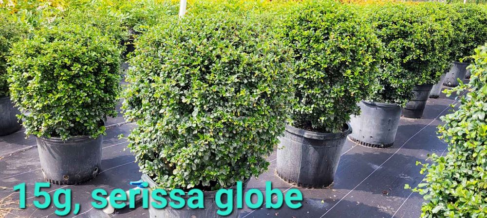 serissa-japonica-cotoneaster-snowrose-serissa-foetida