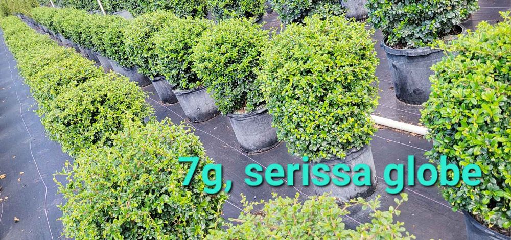 serissa-japonica-cotoneaster-snowrose-serissa-foetida