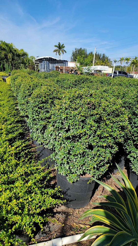 serissa-japonica-cotoneaster-snowrose-serissa-foetida