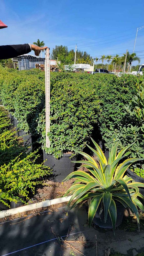 serissa-japonica-cotoneaster-snowrose-serissa-foetida