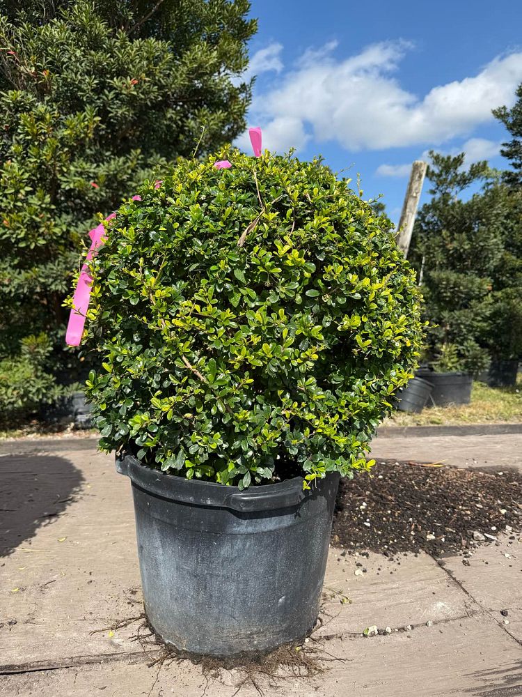 serissa-japonica-cotoneaster-snowrose-serissa-foetida