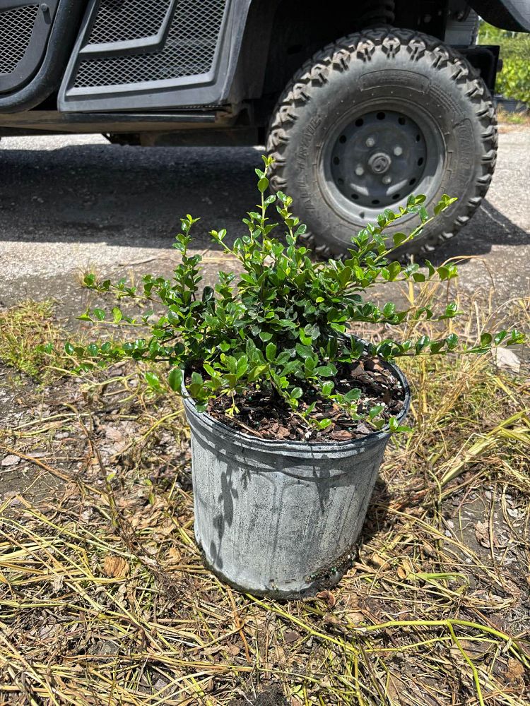 serissa-japonica-cotoneaster-snowrose-serissa-foetida