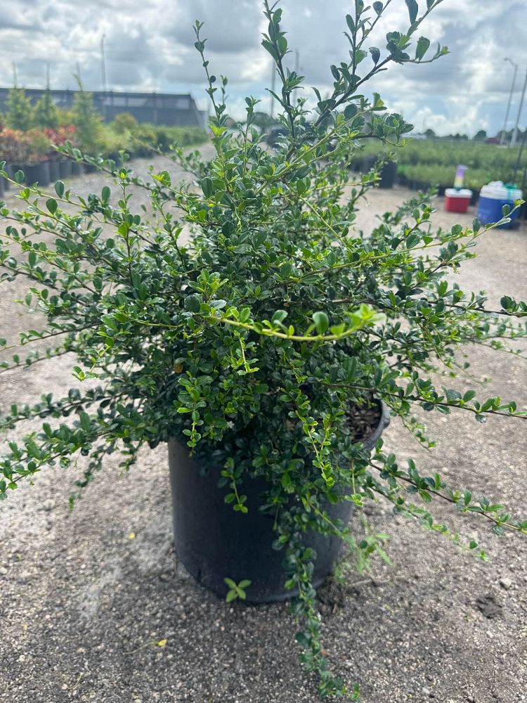 serissa-japonica-cotoneaster-snowrose-serissa-foetida