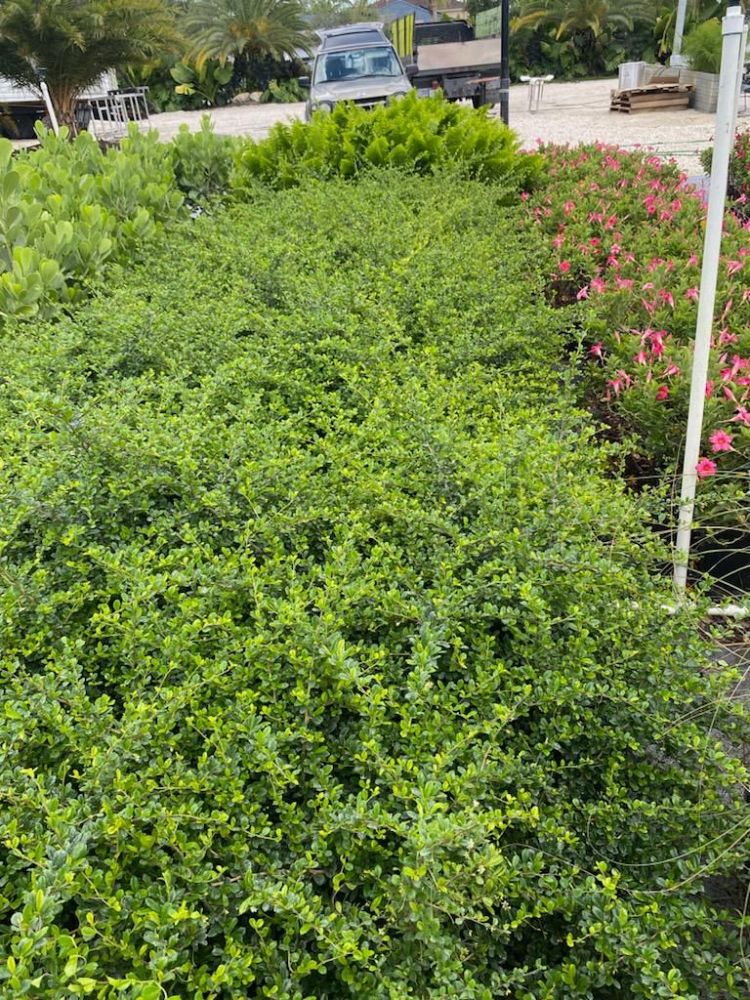 serissa-japonica-cotoneaster-snowrose-serissa-foetida