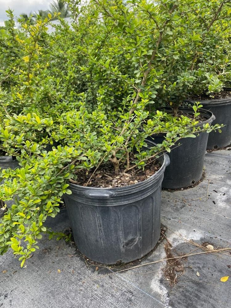 serissa-japonica-cotoneaster-snowrose-serissa-foetida
