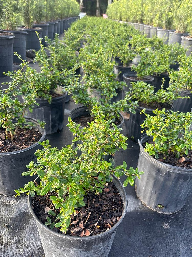 serissa-japonica-cotoneaster-snowrose-serissa-foetida