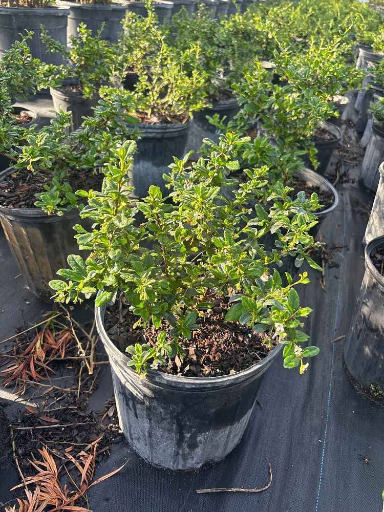 serissa-japonica-cotoneaster-snowrose-serissa-foetida
