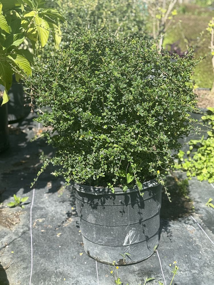 serissa-japonica-cotoneaster-snowrose-serissa-foetida