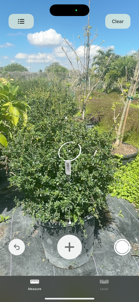serissa-japonica-cotoneaster-snowrose-serissa-foetida