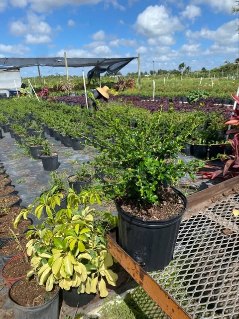 serissa-japonica-cotoneaster-snowrose-serissa-foetida
