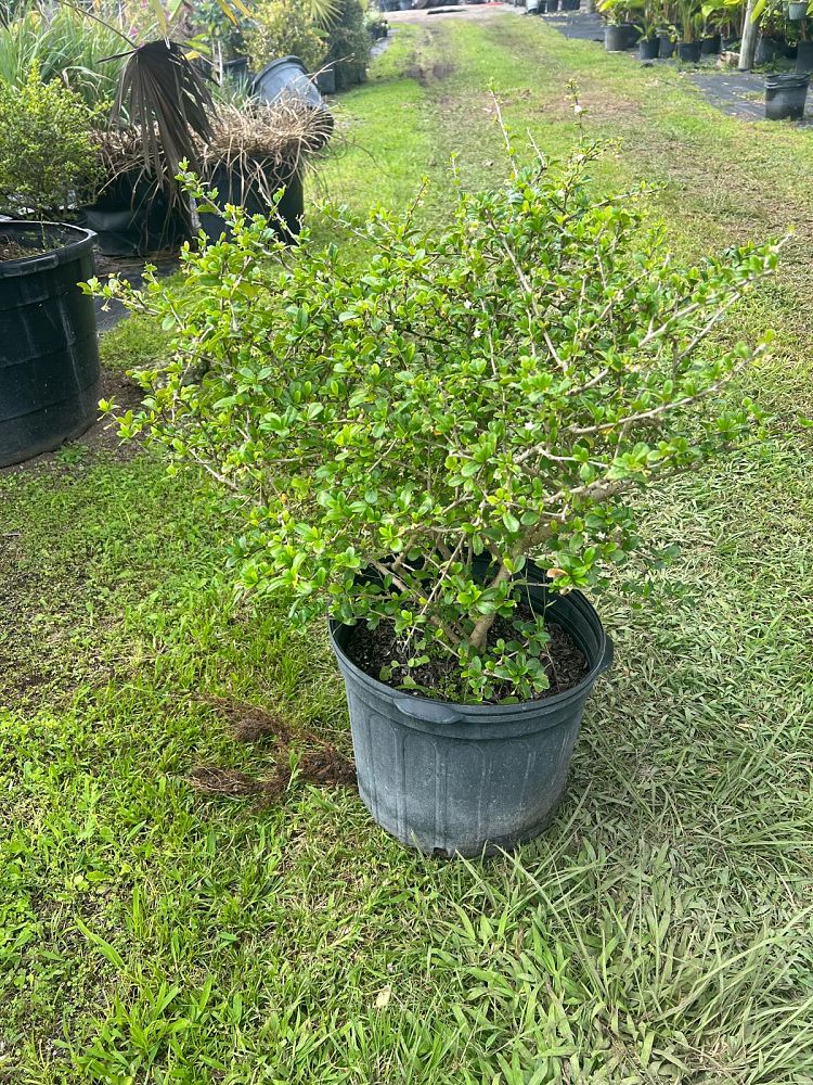 serissa-japonica-cotoneaster-snowrose-serissa-foetida