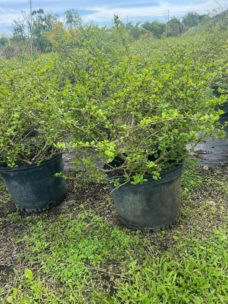 serissa-japonica-cotoneaster-snowrose-serissa-foetida