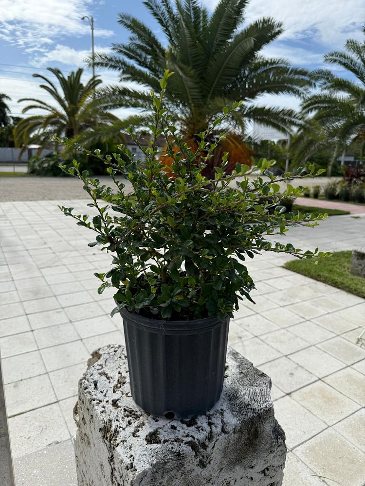 serissa-japonica-cotoneaster-snowrose-serissa-foetida